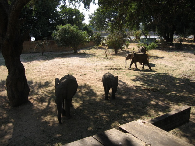 More elephants which passed underneath my tent up the tree