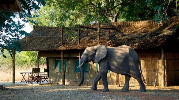Flatdogs Lodge, South Luangwa