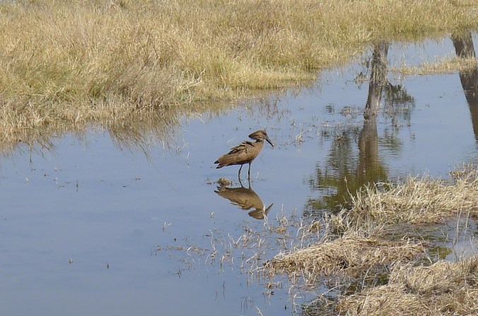 Hammerkoft waiting patiently to catch a fish ... which it did.  