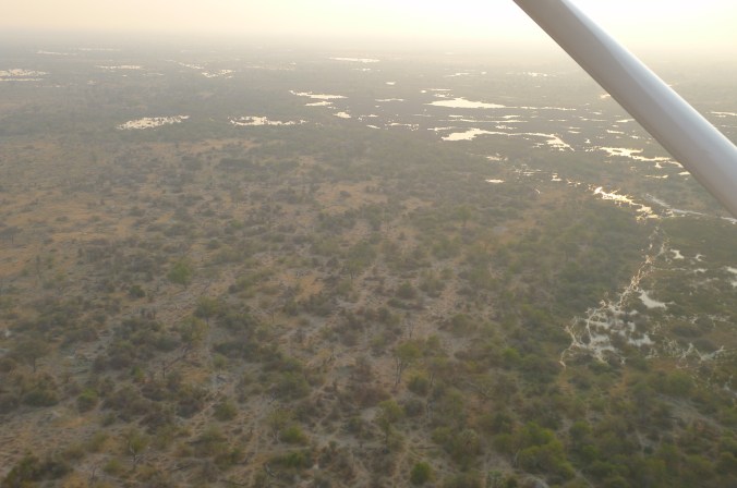 Below .. lots of animals. Look at that Meercat