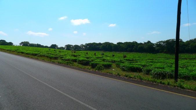 Tanzanian tea plantations