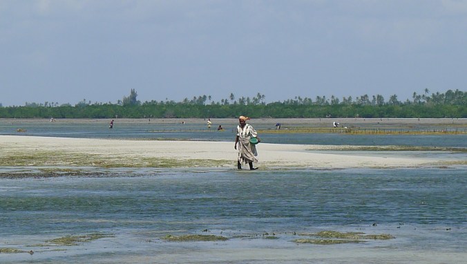 Harvesting seaweed 