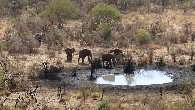 Elephants at a watering hole near our camp at Lake Chala