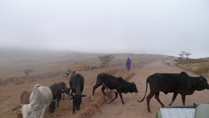Masaai Cattle crossing the road..