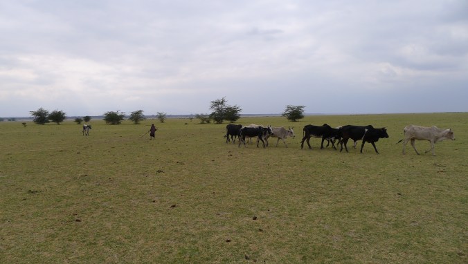 Hiking through the bush