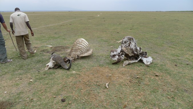 Something else's lunch