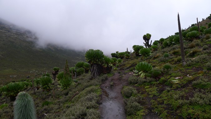 very interesting flora and fauna on the mountain side. I remember studying about how the vegetation and soils changed on Mount Kilimanjaro and Kenya when studying geography... and now I was experiencing it for myself
