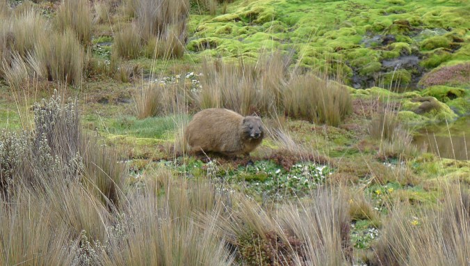 Believe it or not... this is the elephants closest relative