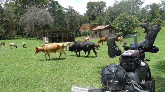 Fellow creatures who shared our camping filed...