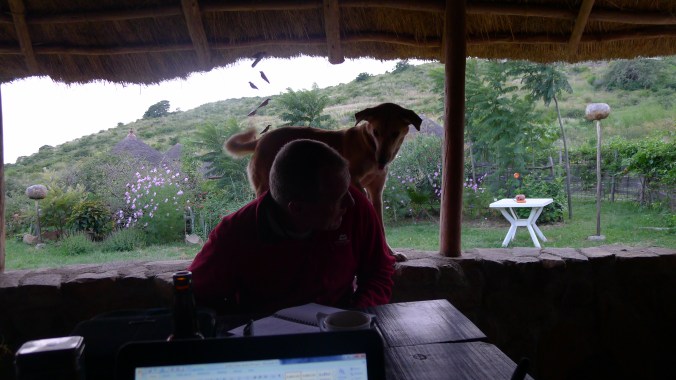 You could see the fleas jumping off the dog and into my food... yum .. more protein.