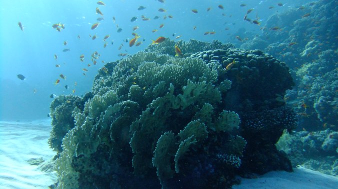 Beautiful marine life and coral reefs along the entire coast.