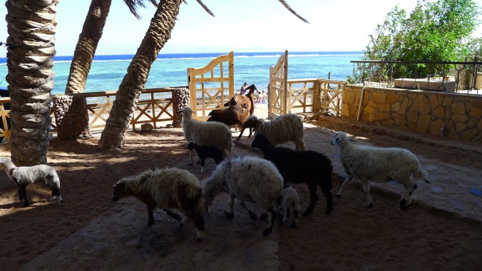 The rubbish collectors