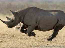 Black Rhino