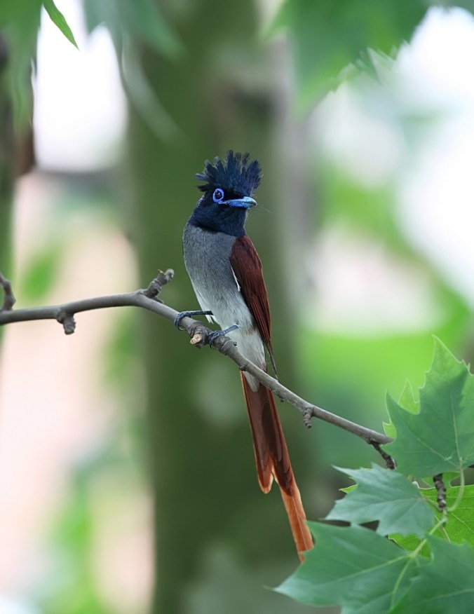 I kept seeing this bird flying in the tree tops in Huang Shui, but I could never catch it on film. However, I found it and its called a Shou Dai Niao. Very beautiful. 