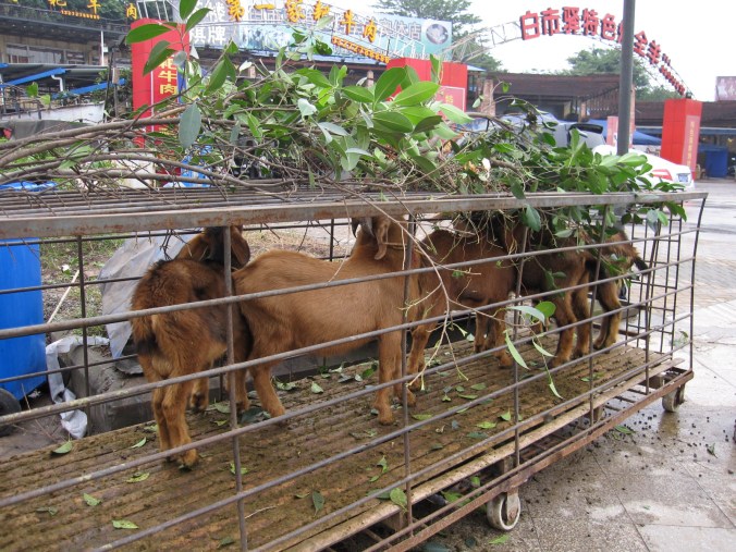 The last time we faced our lunch like this was at Lake Charla in Tanzania. 