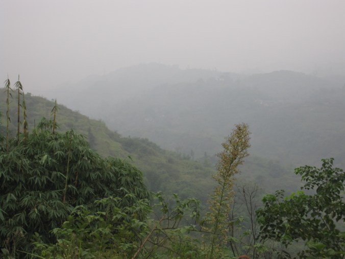 Lots of different types of bamboo...  and other grasses