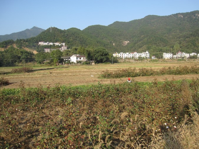 Cotton fields by the lake