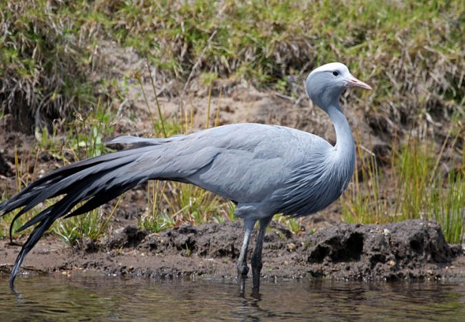 The Blue Crane... National bird of South Africa and although rare, found in the Overberg around Arniston