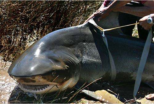 This lady was caught in the Breede River. Some of these Zambezi Sharks (or Bull Sharks as they are called outside SA) have been found 50kms up river. 