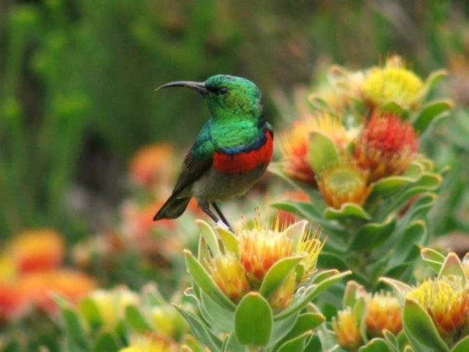 Sunbird in Overberg Fynbos