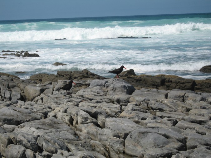 Black Oyster Catchers