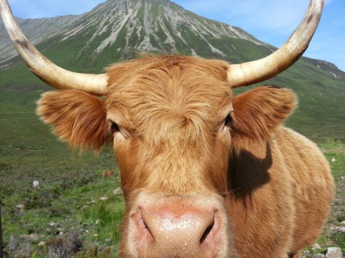 Making friends in the Highlands of Scotland