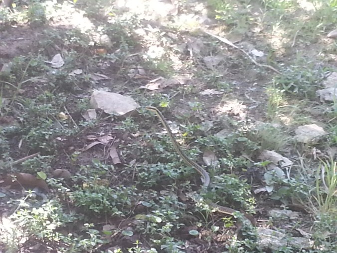 A water snake ... the resort was riddles with them. Apparently harmless