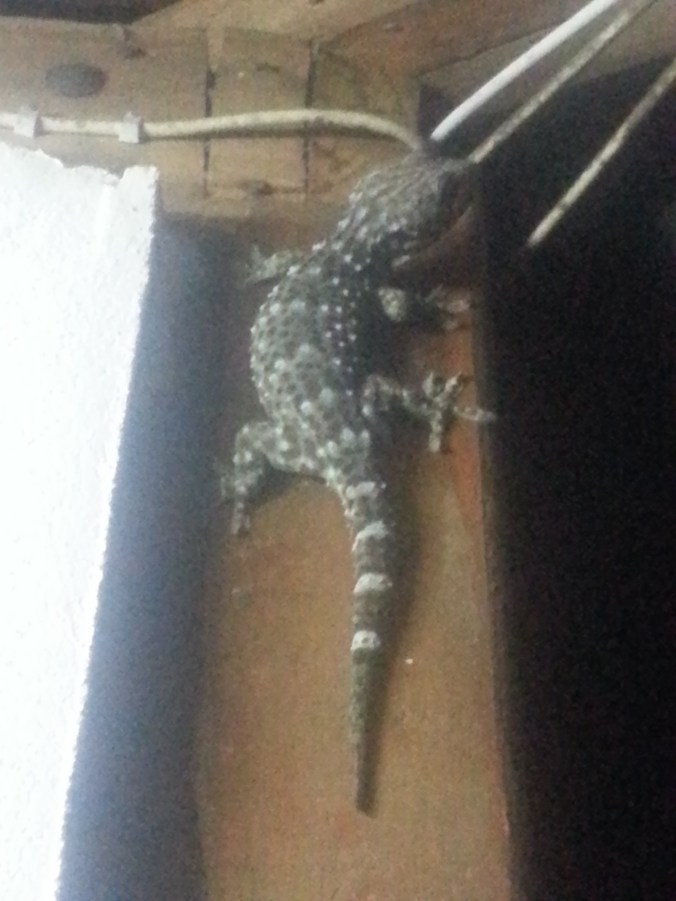 This big chap (about a foot long) was outside our hut making a loud clicking noise. 