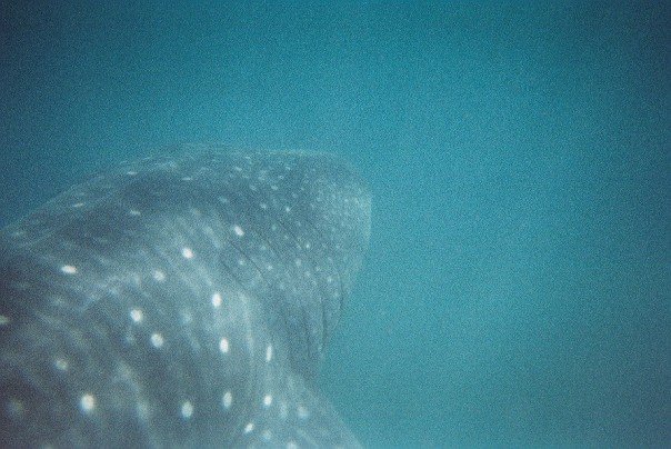 1923423_6096973102_7306_n